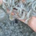 小白虾，小海鱼，小白对虾，团购海虾，海鱼。