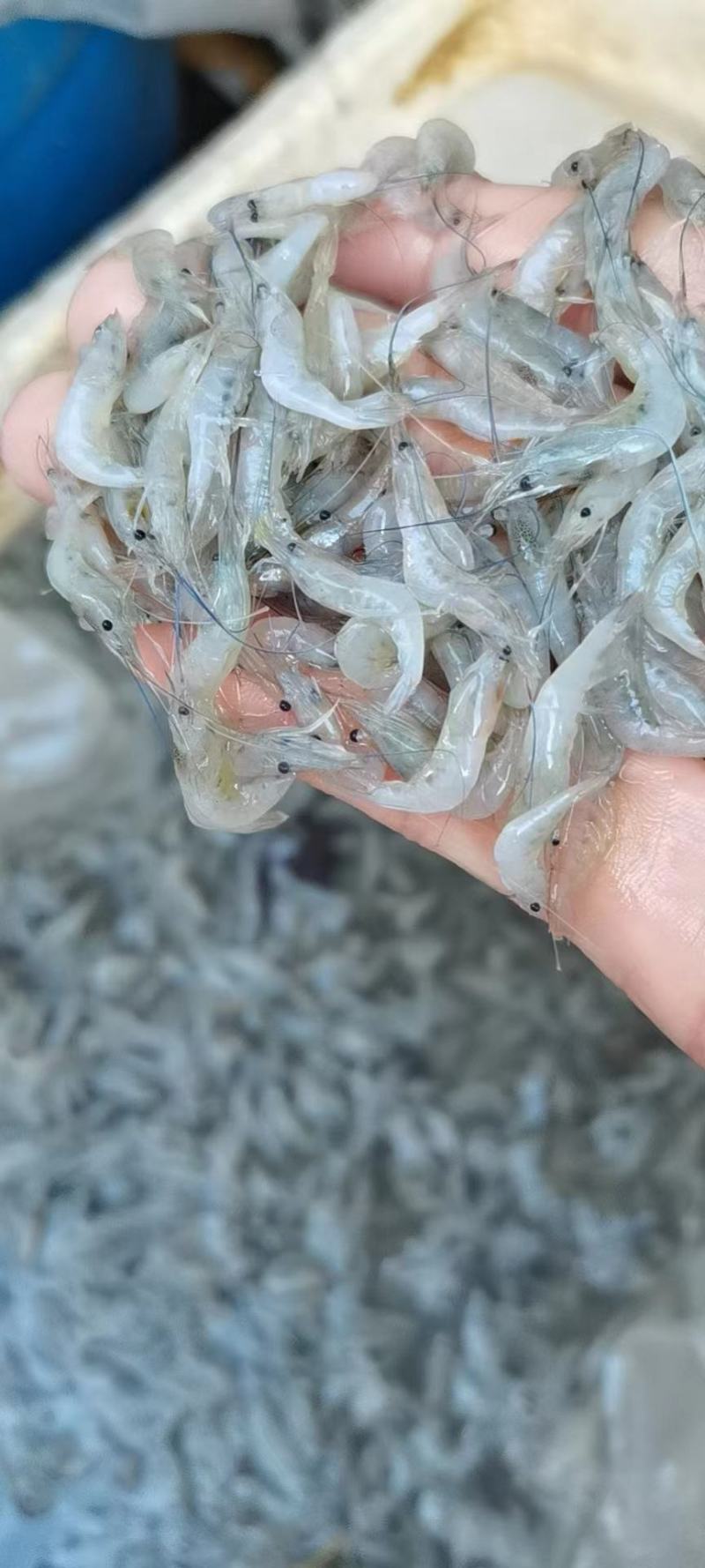 小白虾，小海鱼，小白对虾，团购海虾，海鱼。