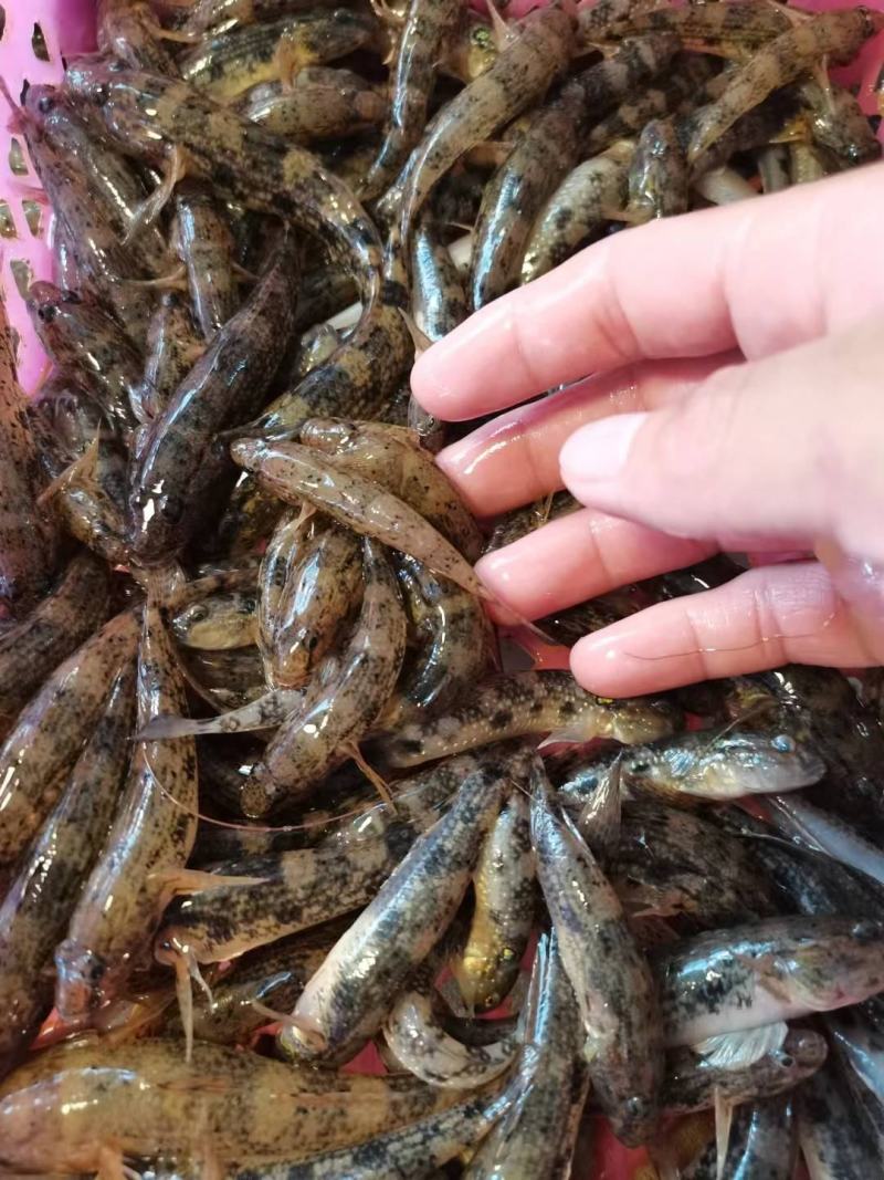小白虾，小海鱼，小白对虾，团购海虾，海鱼。