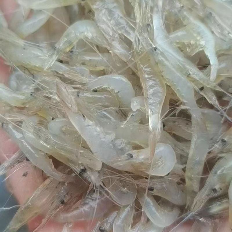 小白虾，小海鱼，小白对虾，团购海虾，海鱼。