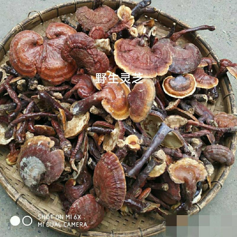 广西隆安野生灵芝