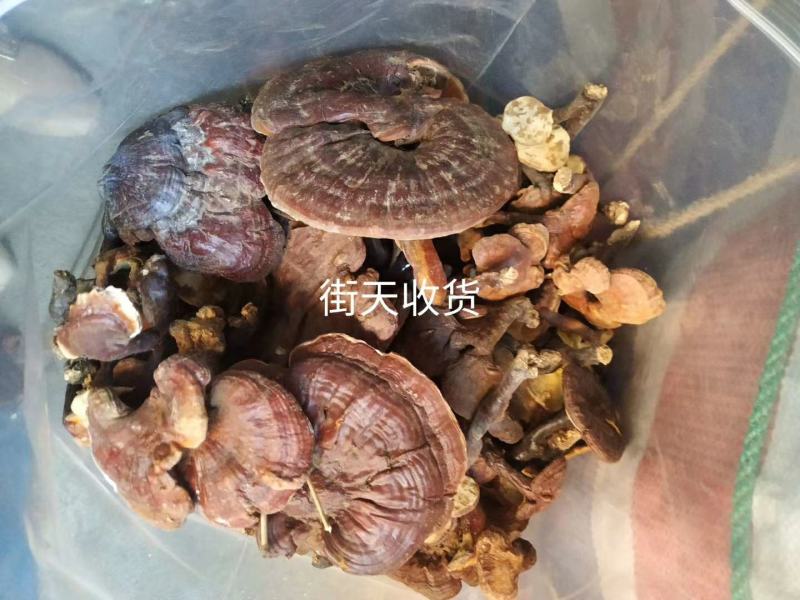广西隆安野生灵芝