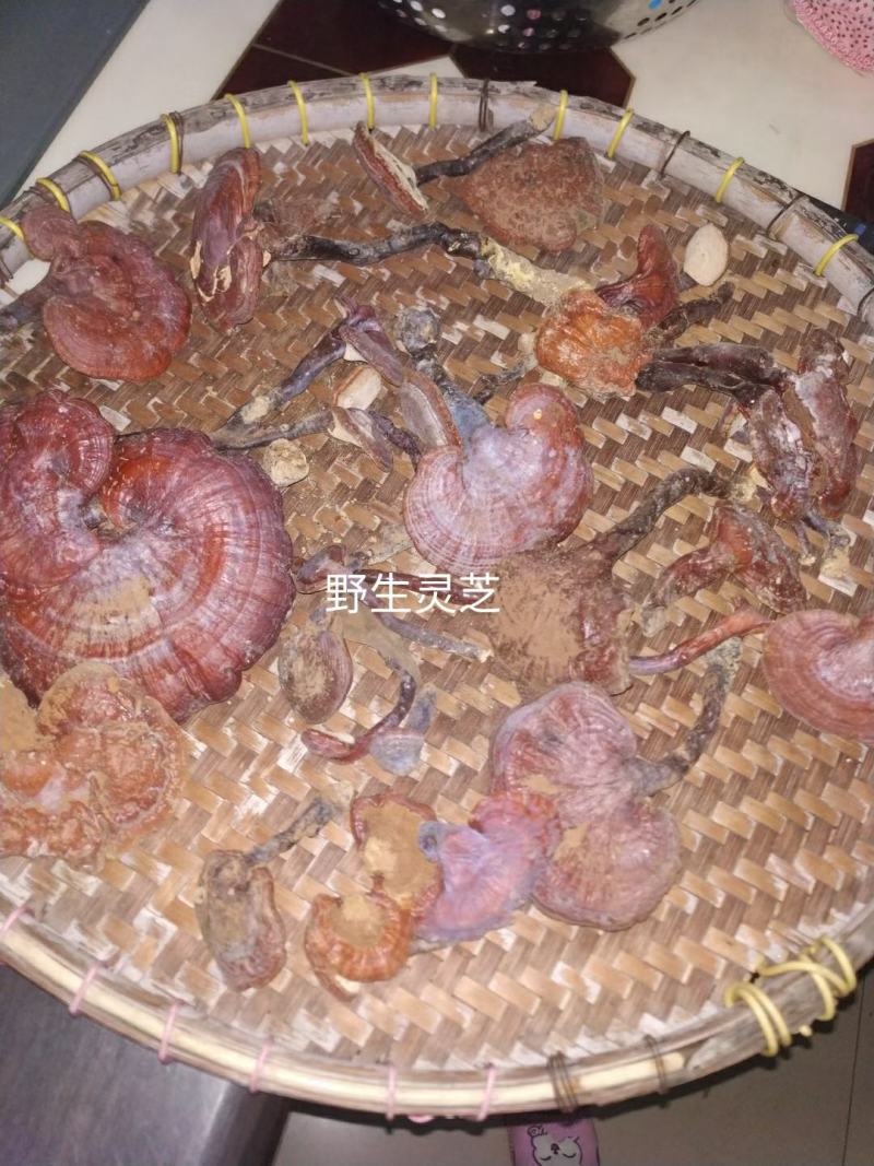 广西隆安野生灵芝