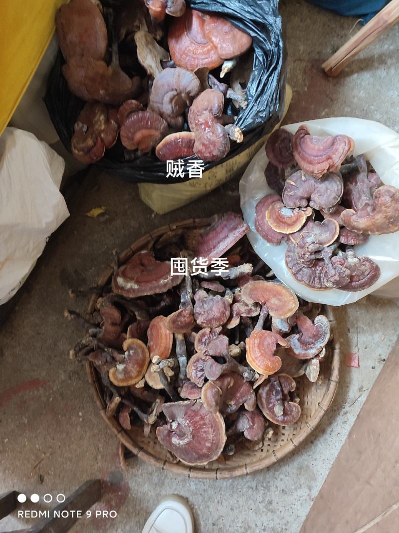 广西隆安野生灵芝