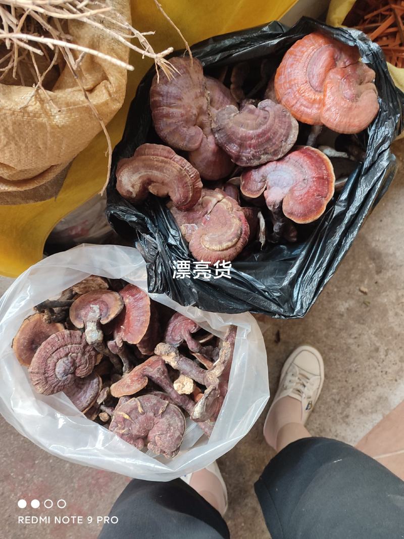 广西隆安野生灵芝
