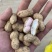 优选鲜花生开封白沙系列产地发货一手货源全国发货
