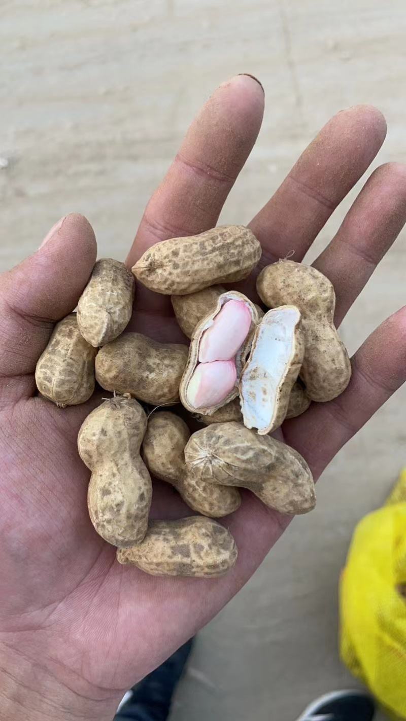 优选鲜花生开封白沙系列产地发货一手货源全国发货