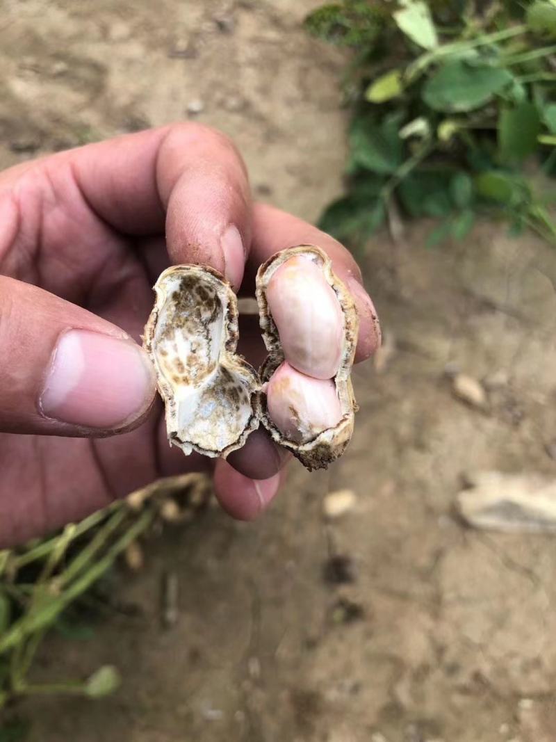 优选鲜花生开封白沙系列产地发货一手货源全国发货