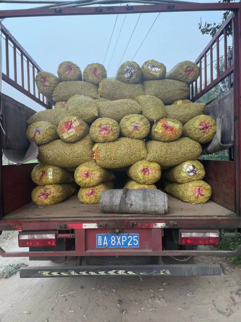 优选鲜花生开封白沙系列产地发货一手货源全国发货