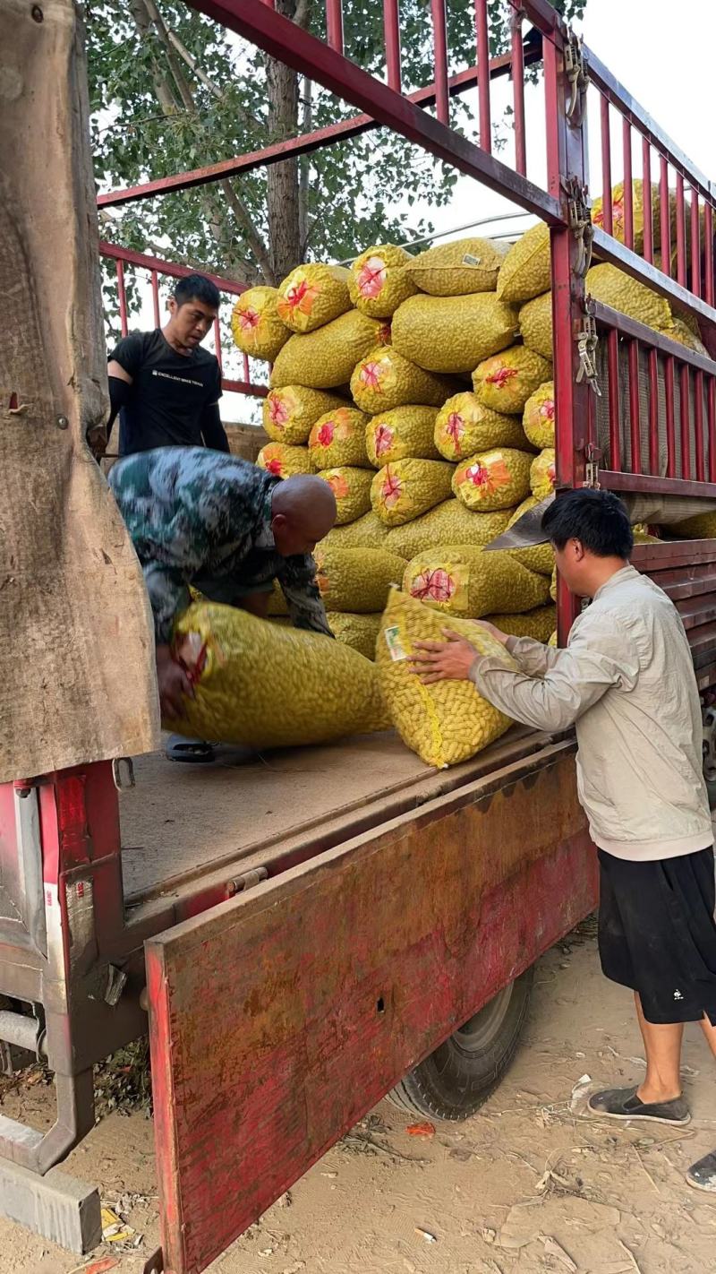 优选鲜花生开封白沙系列产地发货一手货源全国发货