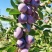新疆喀什伽师法兰西小西梅个头大果色靓丽耐储存运输提供包装