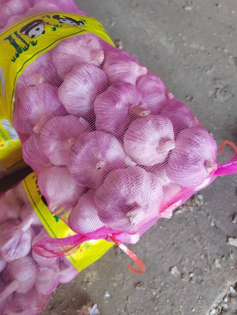 【推荐】河南精品紫皮大蒜全国代发货量充足欢迎来电洽谈
