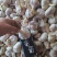 【推荐】河南精品紫皮大蒜全国代发货量充足欢迎来电洽谈