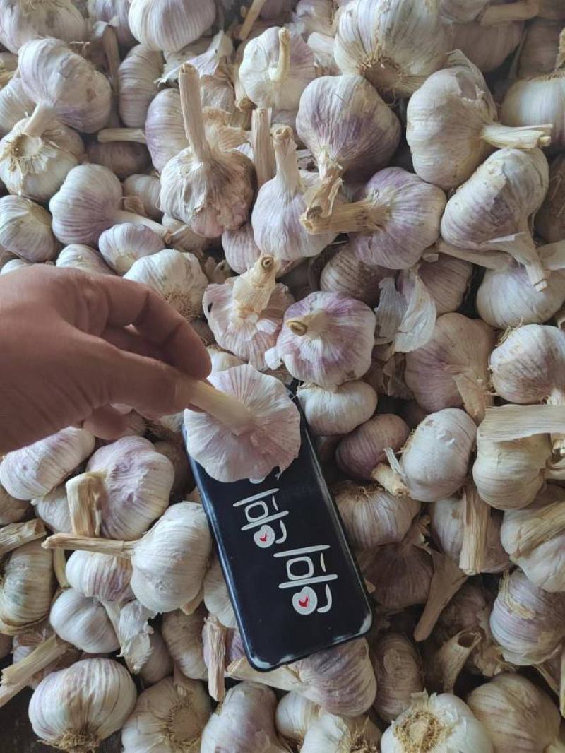 【推荐】河南精品紫皮大蒜全国代发货量充足欢迎来电洽谈