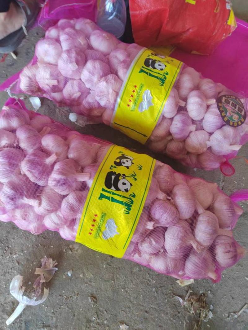 【推荐】河南精品紫皮大蒜全国代发货量充足欢迎来电洽谈