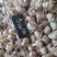 【推荐】河南精品紫皮大蒜全国代发货量充足欢迎来电洽谈