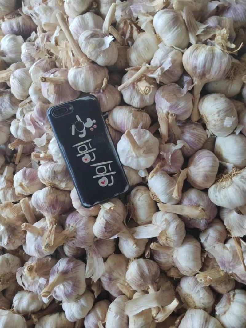 【推荐】河南精品紫皮大蒜全国代发货量充足欢迎来电洽谈
