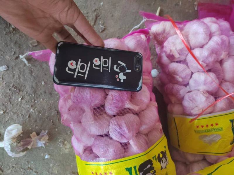 【推荐】河南精品紫皮大蒜全国代发货量充足欢迎来电洽谈