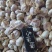【推荐】河南精品紫皮大蒜全国代发货量充足欢迎来电洽谈