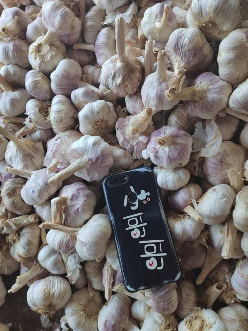 【推荐】河南精品紫皮大蒜全国代发货量充足欢迎来电洽谈
