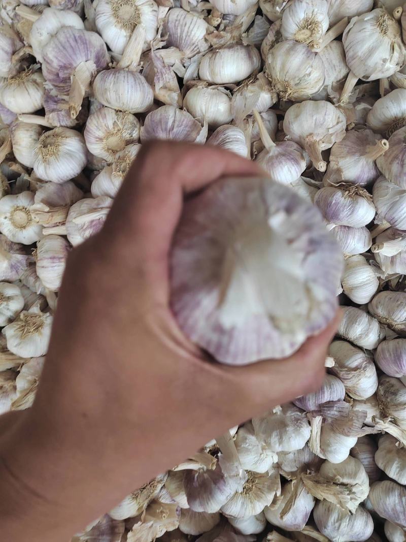 【推荐】河南精品紫皮大蒜全国代发货量充足欢迎来电洽谈