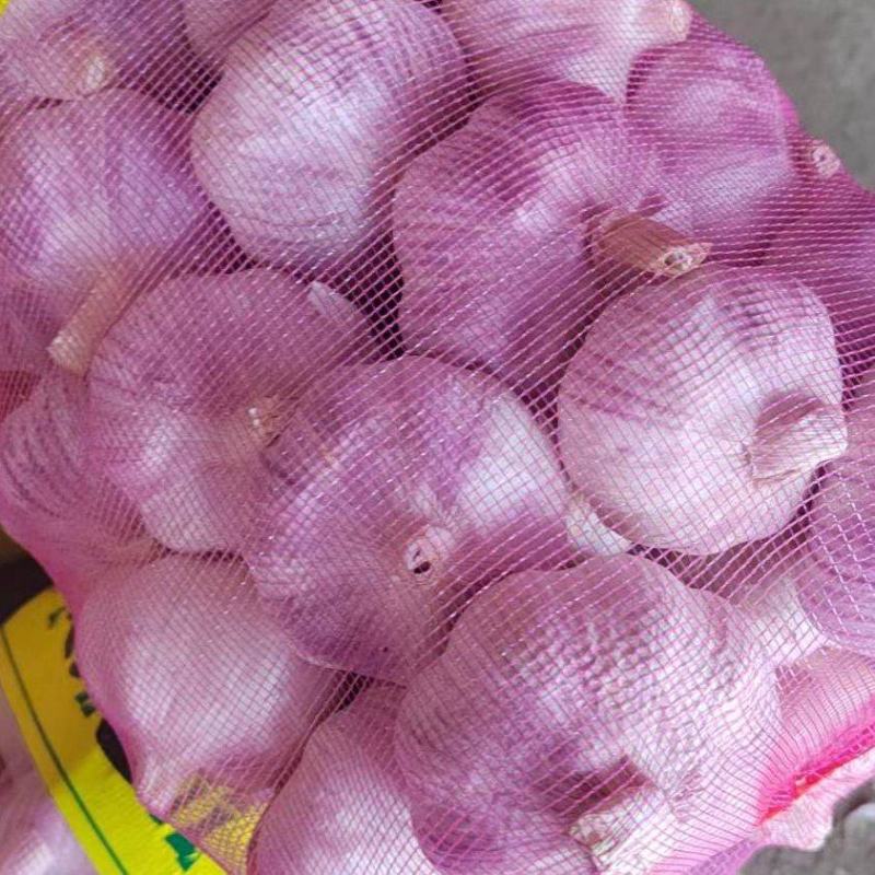 【推荐】河南精品紫皮大蒜全国代发货量充足欢迎来电洽谈