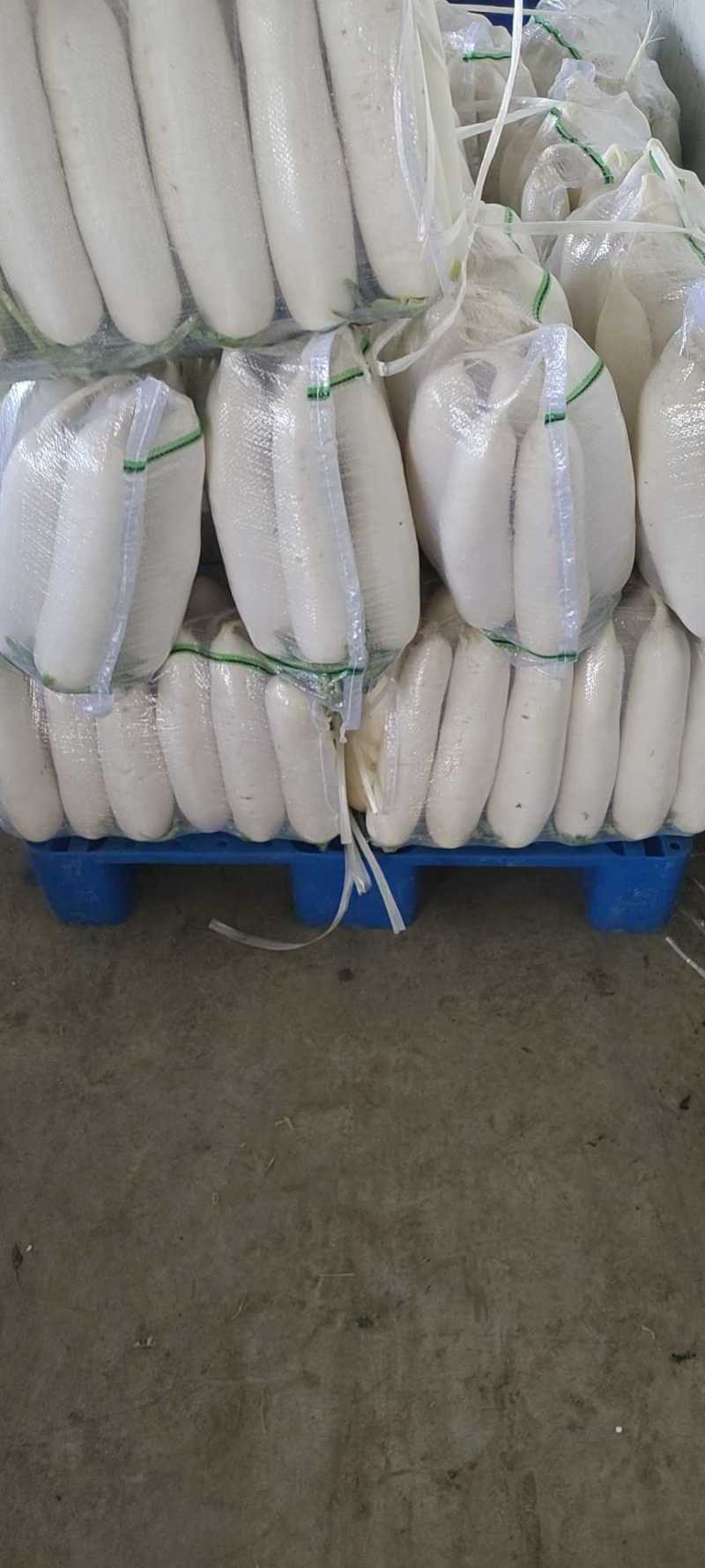 张北县白萝卜