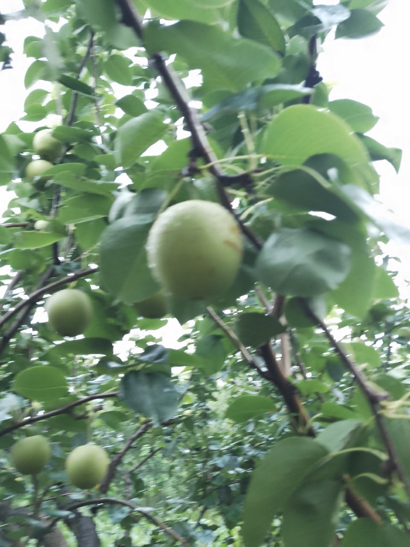 泊头市皇冠梨大量采摘了，欢迎新老朋友的到来与合作