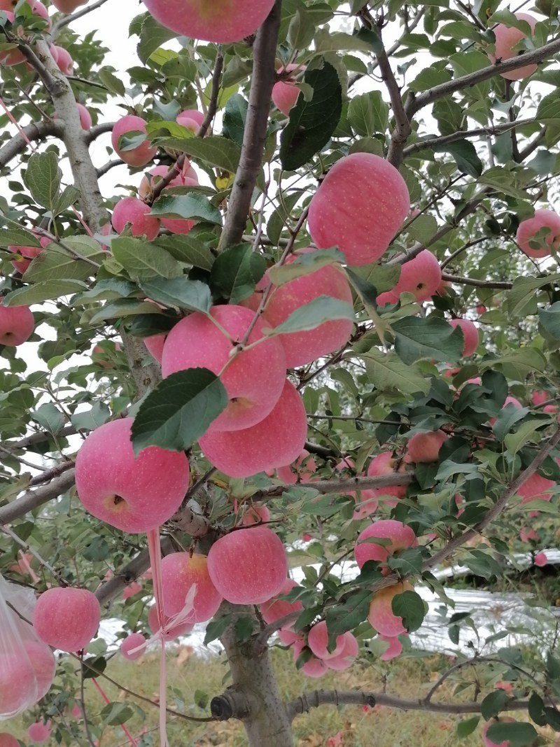 白水苹果产地直销（嘎啦，红甜富士，红星，晚熟富士，秦冠）
