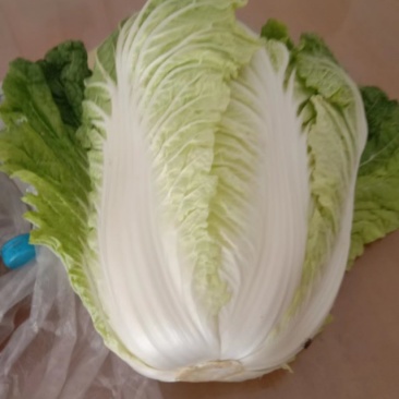 高山大白菜