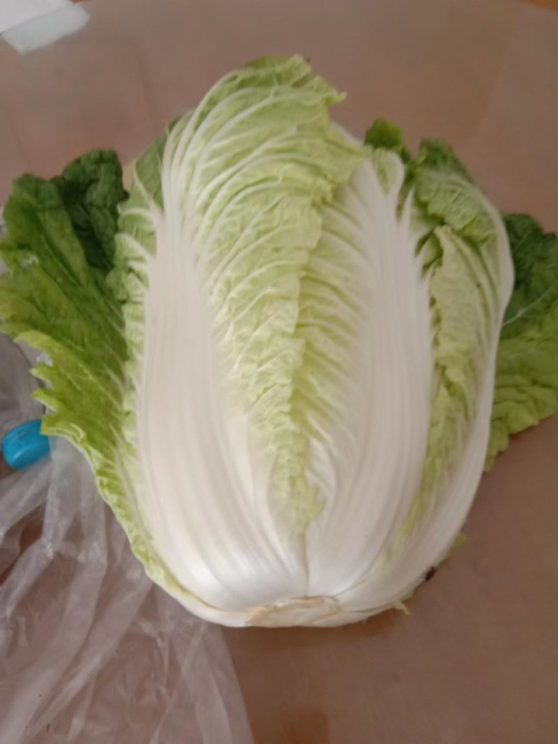 高山大白菜