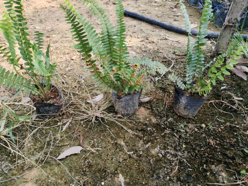 5斤袋肾蕨，品质优良，冠幅保满，价格美丽，诚信经营