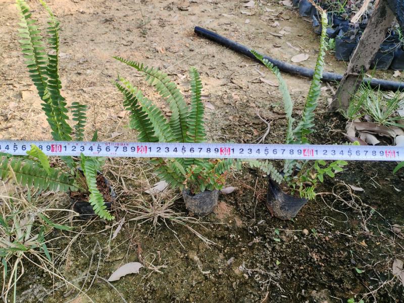 5斤袋肾蕨，品质优良，冠幅保满，价格美丽，诚信经营