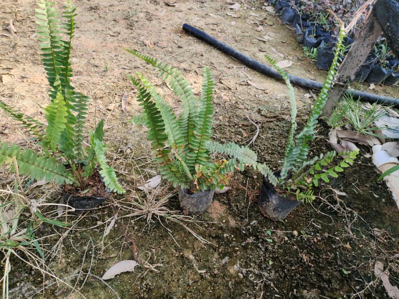 5斤袋肾蕨，品质优良，冠幅保满，价格美丽，诚信经营