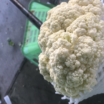 兰州高原夏菜有机松花