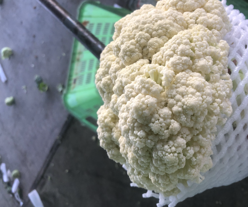 兰州高原夏菜有机松花