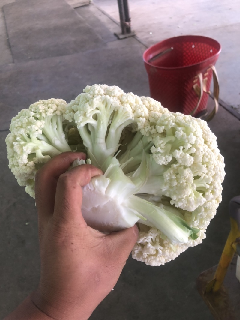 兰州高原夏菜有机松花
