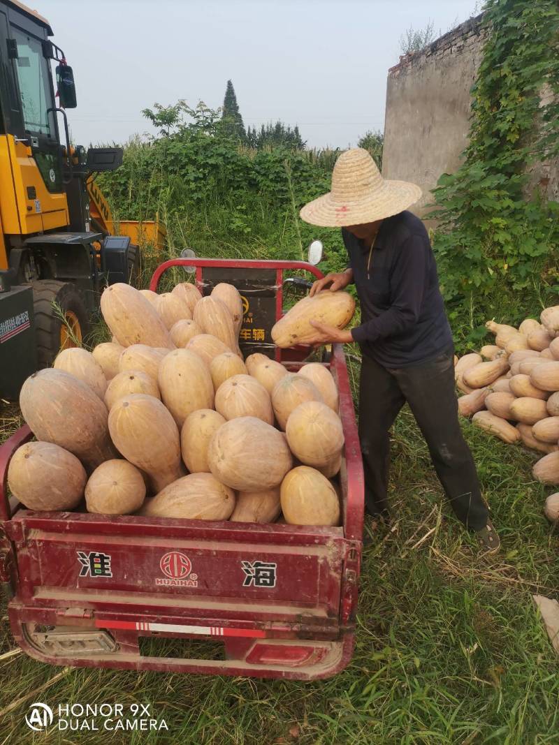 湖北枝江蜜本南瓜大量上市粉面香甜欢迎来电咨询