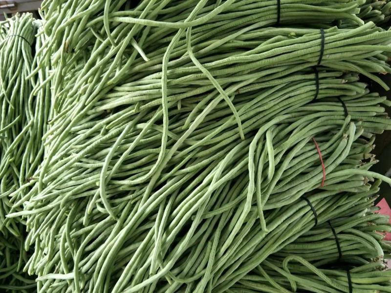 【推荐】河南精品青条豆角大量上市中，基地直供，诚信经营