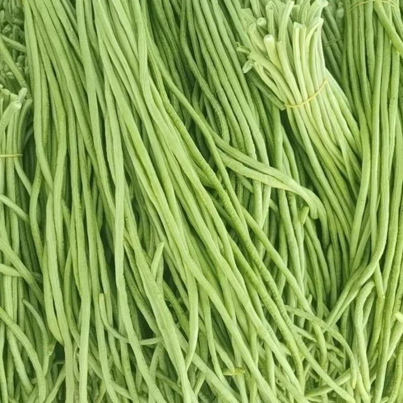 【推荐】河南精品青条豆角大量上市中，基地直供，诚信经营