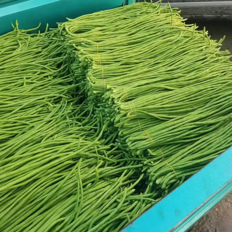 【推荐】河南精品青条豆角大量上市中，基地直供，诚信经营