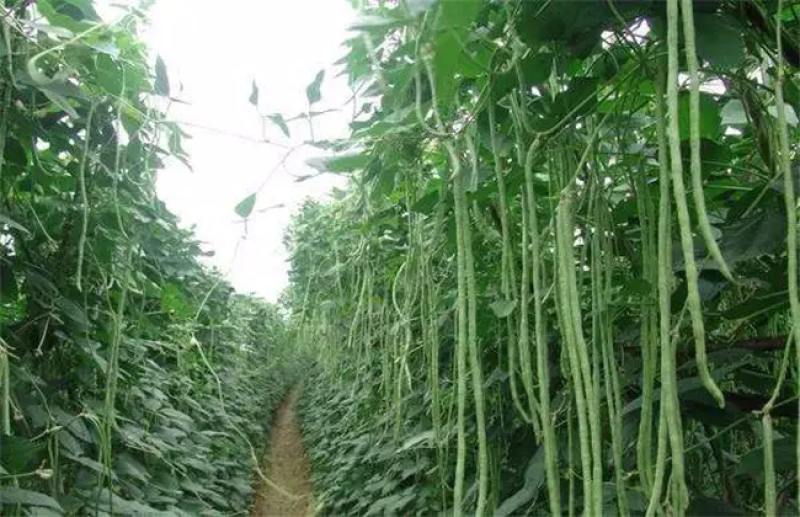 【推荐】河南精品青条豆角大量上市中，基地直供，诚信经营