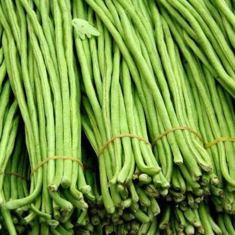 【推荐】河南精品青条豆角大量上市中，基地直供，诚信经营