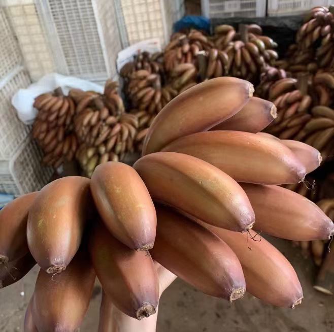 红色香蕉成熟时散发出的自然果香,展示其成熟阶段的气味特征 红色香蕉成熟时散发出的自然果香