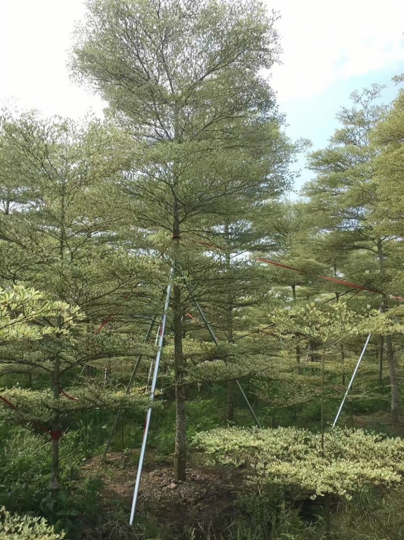 锦叶榄仁漳浦小叶榄仁福建种植基地小叶榄仁苗农一手货源批发