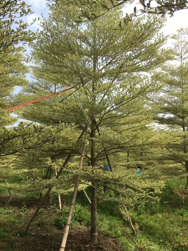 锦叶榄仁漳浦小叶榄仁福建种植基地小叶榄仁苗农一手货源批发