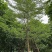 锦叶榄仁漳浦小叶榄仁福建种植基地小叶榄仁苗农一手货源批发