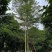 锦叶榄仁漳浦小叶榄仁福建种植基地小叶榄仁苗农一手货源批发