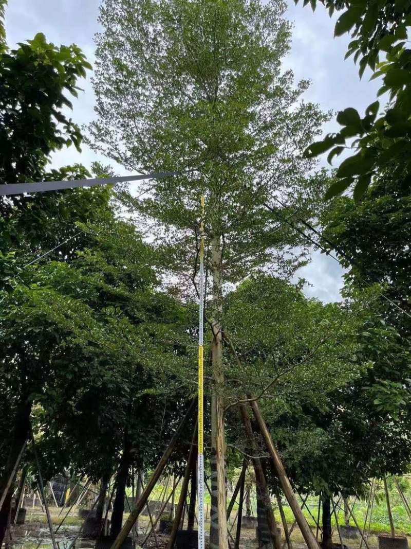 锦叶榄仁漳浦小叶榄仁福建种植基地小叶榄仁苗农一手货源批发