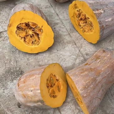 金韩密本南瓜,品质保证,皮色发亮,供应商超